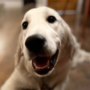 Meet your Posher, Juna